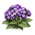 Heliotrope