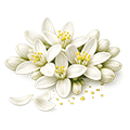 Fleur Oranger